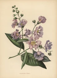 Prachtmyrte, Lagerstroemia speciosa